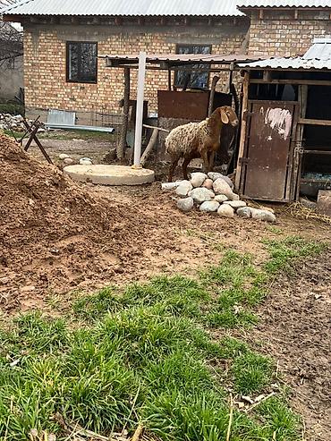 Баран, овца: Продаю | Овца (самка) | Арашан | Для разведения | Матка — 9