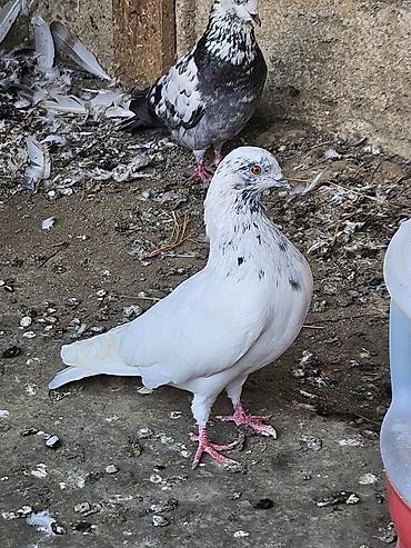 göyərçin satışı: Tutulma erkeydi satilir real alanar buyursun ünvan ramani gülçülük — 5