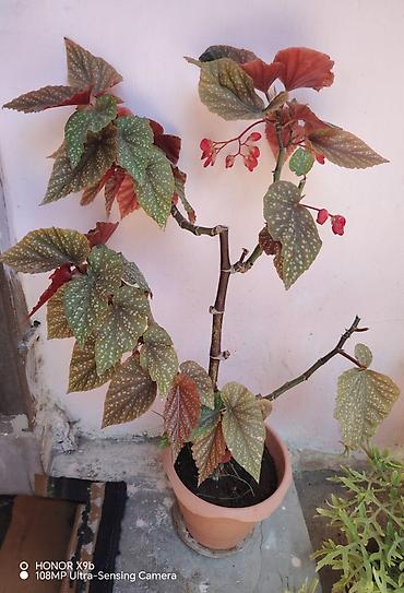 монстера: Monstera nöqtəli (Begonia maculata – “Polka Dot Begonia”) saksı — 1