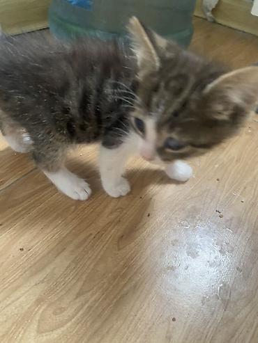 Pişiklər: Yaxşı əllərə, Ünvandan götürmə — 10