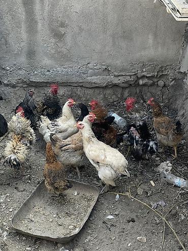 скотный двор: Продаю | Куры, Петух — 1