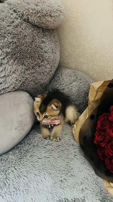 Pişiklər: Dişi — 27