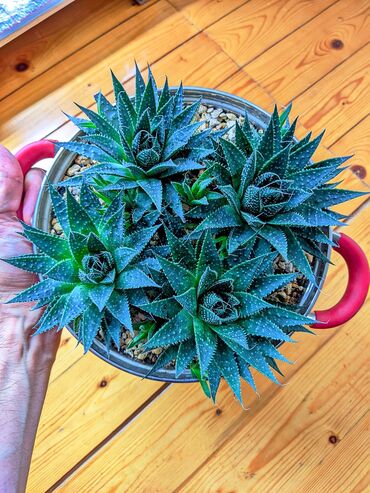 bitki dərmanları: Aloe Aristata. Pemza, perlit, torf, kokobit ve komur qarishiqi torpaqa