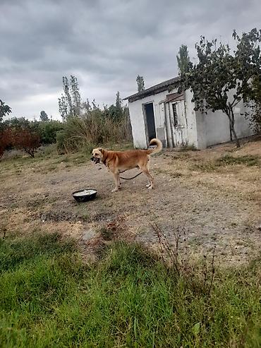 çöl heyvanları haqqında məlumat: Salam 4 yası var dagsdan sortudu qarabaga kocrem diye tecili satram — 3