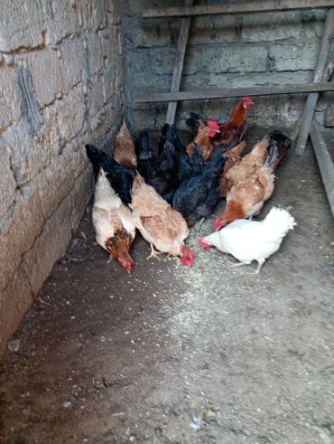 Toyuqlar: Salam. Toyoq. Xoruz. satlır. Ünvan. Şüvələn. qiymət. toyoq. 13 — 6