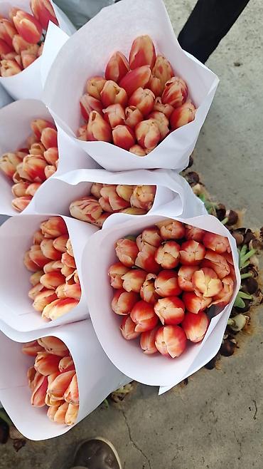 Тюльпан: Тюльпаны оптом и в розницу !!! Можно букет заказать цены самые — 6