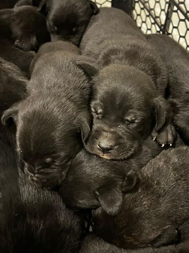 İtlər: Kane-Korso, Cütləşmə üçün, Ünvandan götürmə -da lalafo.az — 6 İtlər: Kane-Korso, Cütləşmə üçün, Ünvandan götürmə — 6