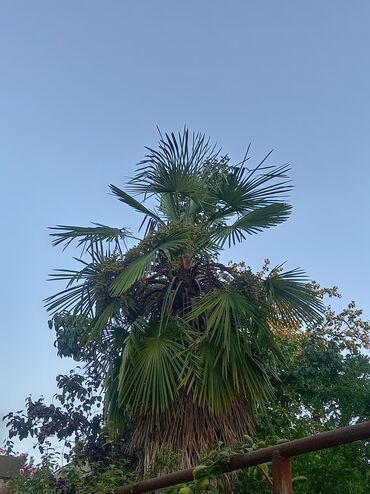 adəm ağacı: 🌴 Satılır — 4 metr hündürlükdə dekorativ palma ağacı Bağdan təbii