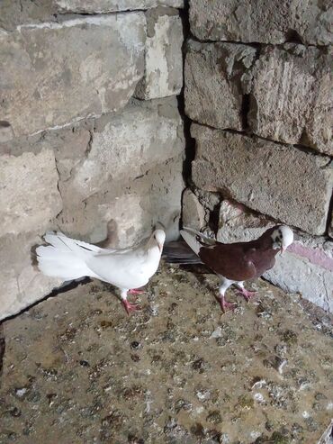 Göyərçinlər: Tam sağlam heyvanlardi tutulmalardi — 9