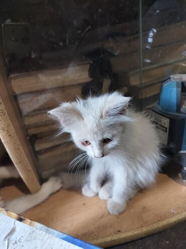 кошки в хорошие руки: 4 месяца, Мальчик, Приучена к лотку