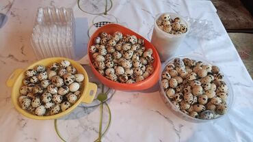 кормовая соль для животных: Инкубационный и простые яйца перепелиные техас феникс