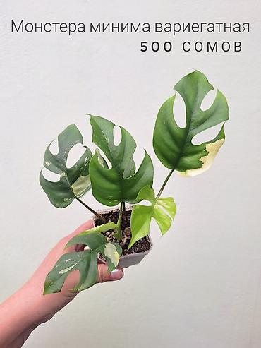 Комнатные растения: 💚 Комнатные растения (детки/молодые растения). 🪴 Названия и цены — 9