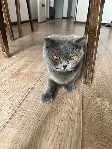 маленькая кошка: Найдена : Скотиш Фолд (Шотландская вислоухая) — 1