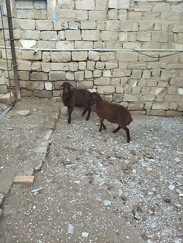 Quzu: Bir erkek bir dişi Qala quzusu cütü 550 manata tək satilmir .qiymət — 8