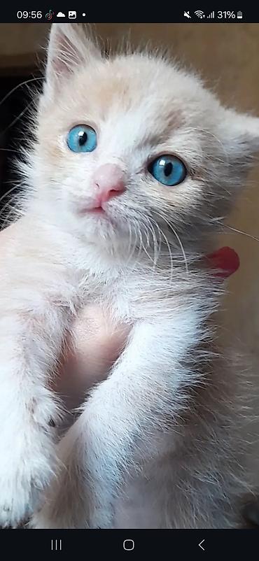 Pişiklər: Yaxşı əllərə -da lalafo.az — 4 Pişiklər: Yaxşı əllərə — 4