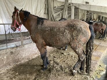 срочно продаю в связи с переездом: Сатам | Бээ (ургаачы)