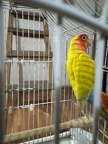 Naxçıvan tutuquşusu (lovebird) – parlaq rəngli cüt - Rəngləri: əsasən