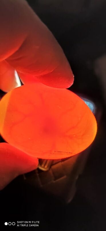 Xoruzlar: Xoruz, Heyratı, il: 1, Ünvandan götürmə — 19