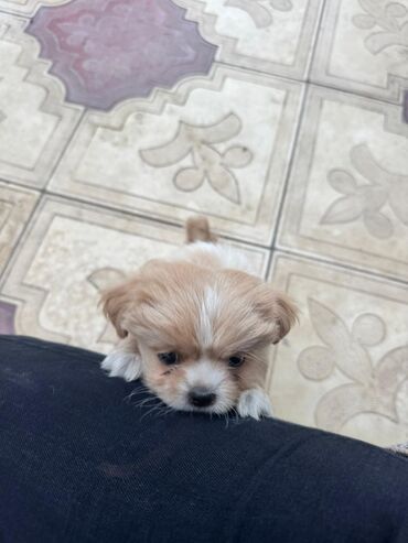 İtlər: Pekines, 2 ay — 20