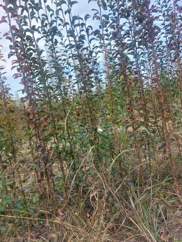 Tinglər: Məhsul: Armud tingləri və meyvəlik ağaclar - Növ: Armud (şəkildə — 13