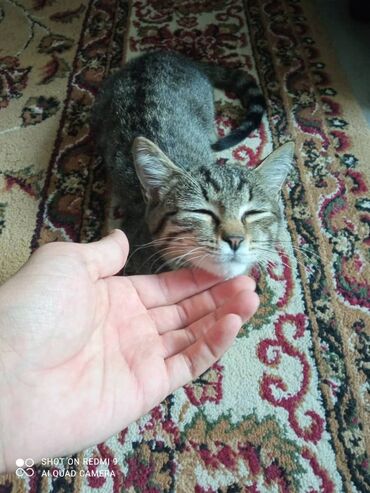 отдам в хорошие руки кошку: Молодой кот, обладающий полосатым окрасом и пушистой шерстью. Глаза