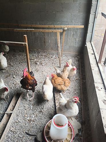 Продам с/х животных: Продаю | Куры | Домашняя | Несушки — 3