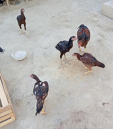 vendam kendi: Salam. Güclü cinsi heyvanlar satiram. Meydanliqdir. Ətraflı məlumat — 10