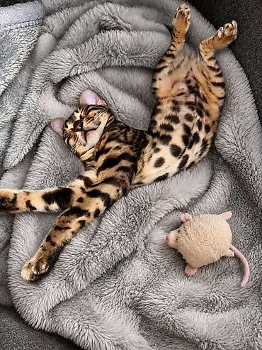 cupavi psi: Registrovana odgajivacnica Melodybengal cat ima dostupne macice i — 3