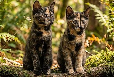 каракол кошки: 3 месяца, Мальчик, Метис — 2