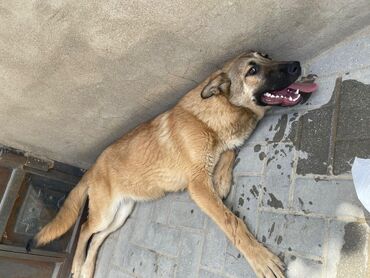İtlər: Alman çoban iti, 8 ay, Dişi, Peyvəndli, Ünvandan götürmə