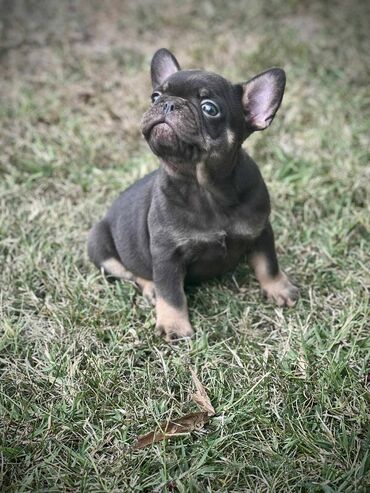 Psi: U ponudi imamo štenad egzotičnih boja, od kvalitetnih roditelja — 6