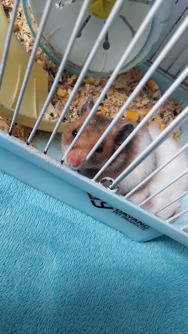 Аквариумные аксессуары и принадлежности: Hamster (Qefes daxil olmaqla 35m) - Növ: dekorativ hamster