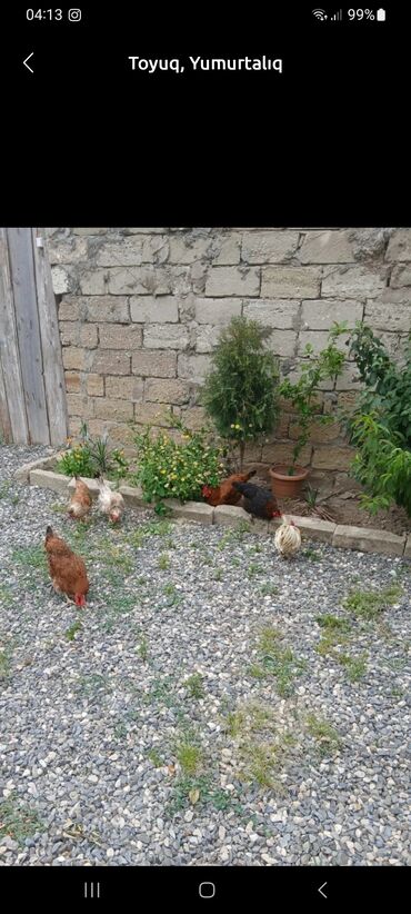 simmental ineklerin satisi: Saglam tkyuqlar satilir 25 ədədi