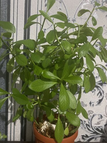 Башка бөлмө өсүмдүктөрү: Продаю деток комнатных растений Синадениум Гранта 100с Пилея