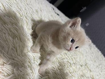 Pişiklər: Britan — 4