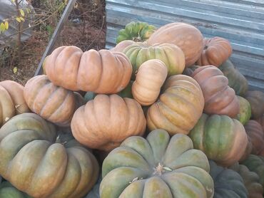 кактус цветы: Тыква мускатная, крупноплодная, ребристая. - Сорт: мускатного типа