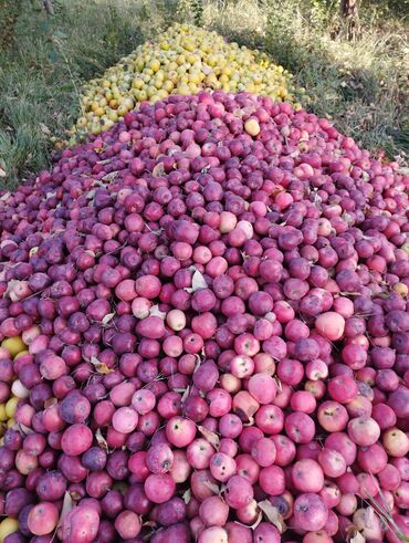 мяса для шаурмы: Алмалар Превосход, Дүңүнөн