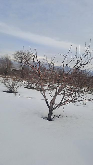 Продажа коттеджей и домов: Продаю дом на Ыссык-кулском районе с.Ананьево 4комнатный дом 15сотах — 10