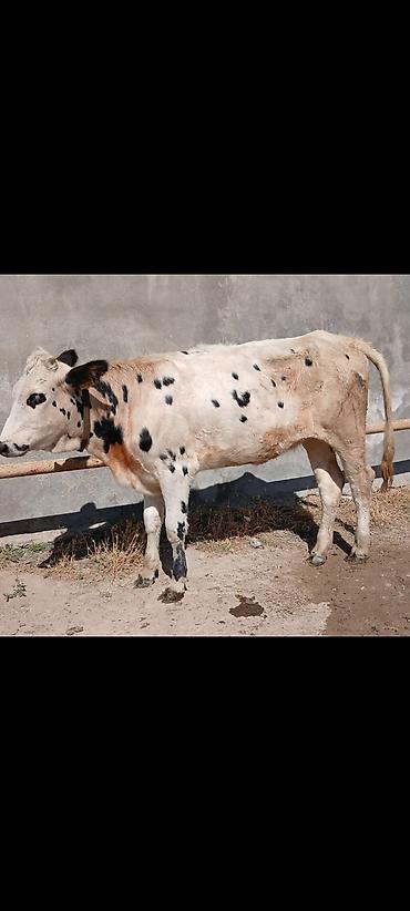 Mal-qara: Sudluk cinsdi 45gundu kelinde alıb anasıda mendedi özüdə süni — 3
