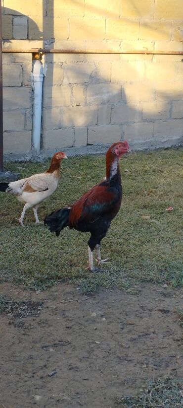 at yalinda satilan evler: Xoruz, Heyratı, il: 2, Ödənişli çatdırılma