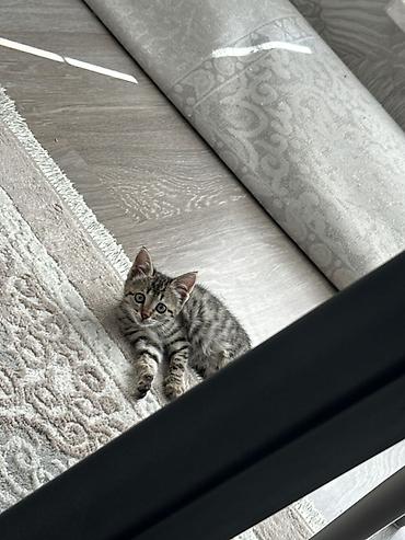 Продажа кошек: Котёнок тигрового окраса - Милый короткошёрстный котёнок с чётким — 2