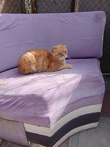 pişik pers: Siam, Erkək, Yaxşı əllərə, Ödənişli çatdırılma — 1