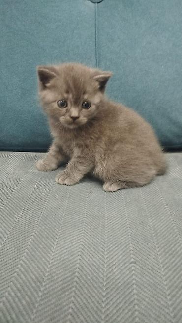 Продажа кошек: Британская короткошёрстная, 1 месяц, Мальчик, Голубой, Метис, Приучена к лотку — 1