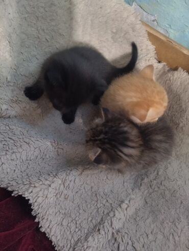 отдам даром вислоухого котенка: Отдам даром