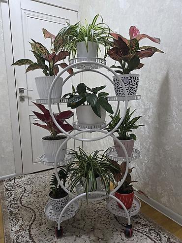 Полка, этажерка для цветов, Новый, Железо at lalafo.kg Полка, этажерка для цветов, Новый, Железо