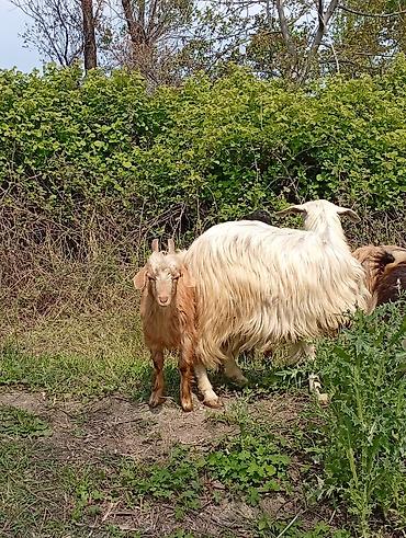 Keçilər, çəpişlər: Salam keçilər kom satılır.Cəmi 8 başdır. 1 ədəd hələbdən dönmə 1 — 3