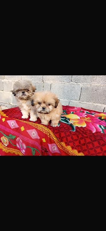 mal satisi: Shih Tzu balaları - Cins: Shih Tzu (oyuncaq ölçülü) - Rənglər — 4