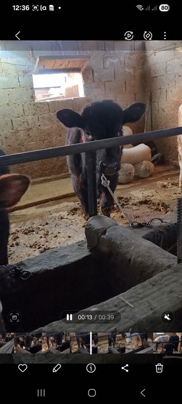 Коровы, быки: Продаю | Бык (самец) | Полукровка | На откорм | Привязанные — 9