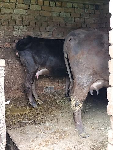 Коровы, быки: Продаю | Корова (самка) — 15