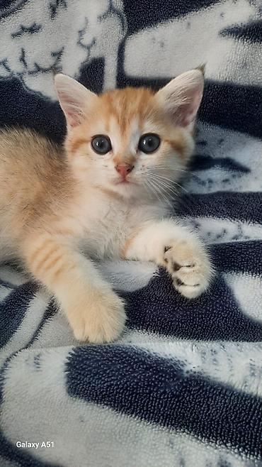 jersey cinsi: Zərif narıncı-ağ rəngli, qısa tüklü balaca pişik balası. Yumşaq, sıx — 3